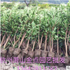 珊瑚树 基地批发 法国冬青 绿篱 品种 规格齐全 青珊瑚