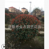 红叶石楠球 基地直销优质 红叶石楠各种规格 绿化工程大量批发