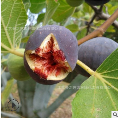 苗圃包邮直销波姬红无花果营养杯苗 南方北方种植果树苗 当年结