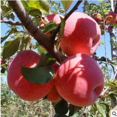 苹果苗苹果树苗红肉苹果烟富8号红富士南北种植盆栽地载庭院果树