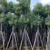 香樟树15分 本地自家种植销售园林绿化工程地苗袋苗乔木厂家供应