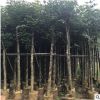 秋枫树8分 绿化苗木秋枫地苗 秋枫假植苗 重阳木自家袋装大量供应