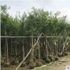 产地出售红千层绿化树苗 串钱柳 垂支红千层 农户自家种植直销