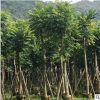光杆火焰木15分 本地火焰木 地苗和袋苗绿化行道林苗木本地直销