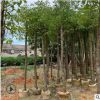 香樟树7分 本地自家种植销售园林绿化工程地苗袋苗乔木厂家供应
