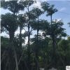盆架子20分 绿化工程承包 厂区绿化 树苗批发小苗袋苗移植苗现货