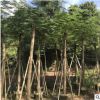 批发光杆凤凰木10分 红花楹树 多种规格绿化工程苗木厂家直销