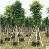 基地供应仁面子 湿地绿化园林移植苗木仁面子 行道露地仁面子乔木