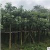 盆架子10分 绿化工程承包 厂区绿化 树苗批发小苗袋苗移植苗现货