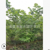 紫荆 农户直销 紫荆 小丑火棘 各种规格 绿化工程 批发 价格优惠