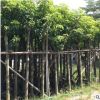 秋枫树10分 绿化苗木秋枫苗 秋枫假植苗 重阳木自家袋装大量供