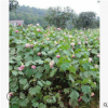 木芙蓉 萧山 各种规格 绿化 基地直销 市政园林工程 批发