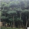 盆架子15分 绿化工程承包 厂区绿化 树苗批发小苗袋苗移植苗现货