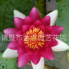 睡莲 萧山基地直销 睡莲 荷花 各种 水生植物 大量批发 价格优惠