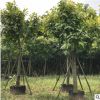 供应富贵榕园林绿化乔木苗 花叶榕小叶榕大量出售富贵榕树直销