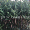 产地直销现货(细叶紫薇）庭院绿化小苗乔木袋苗地苗市政绿化家庭