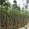 本地木棉现货 落叶乔木园林绿化行道树 树袋苗移植苗规格齐全