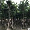 产地直销大叶紫薇 湿地绿化庭院紫薇树苗 红花百日红紫薇现货批发