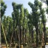 厂家供应地苗袋苗骨架香樟树本地自家种植销售园林绿化工程乔木