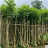 火焰木6分供应 火焰树移植批发 园林绿化树木火焰木基地直销