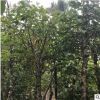 秋枫树5分 绿化苗木秋枫地苗 秋枫假植苗 重阳木自家袋装大量供应