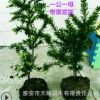 曼地亚红豆杉树苗一公一母搭配包结果沙绿鹰绿星泰斗品系
