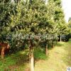 广西桂林红豆杉 大量供应优质苗木 产地直销 批发供应红豆杉