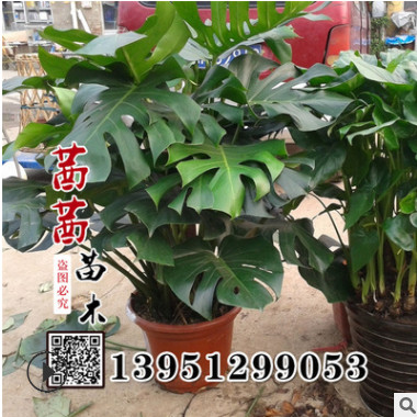 批发龟背竹室内盆栽绿植 观叶植物 龟背竹 净化空气 量大优惠