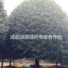 精品八月桂价格 2019成都桂花新批发 桂花种植基地