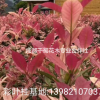 彩叶桂基地，五彩桂基地，彩叶桂小苗，五彩桂小苗