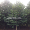 乐昌含笑苗圃基地 成都乐昌价格 含笑批发价