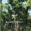 四川摇钱树基地 湖南栾树价格 木栾种植
