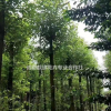 西南香樟种植基地批发 熟货香樟价格