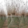 紫薇花瓶价格 紫薇花瓶西南造型基地 紫薇花瓶报价