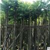 光杆火焰木5分 本地火焰木 地苗和袋苗绿化行道林苗木本地直销