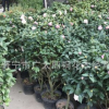 批发盆栽千里香茶花树苗庭院 冠幅烈香茶花 千里香香妃茶四季常青