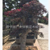 造型红继木 供应造型红花继木树桩 盆景 自种自销厂家直销