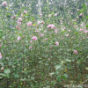 苗圃提供 木槿树苗花 萧山基地直销 瓜子黄杨小苗 各种规格