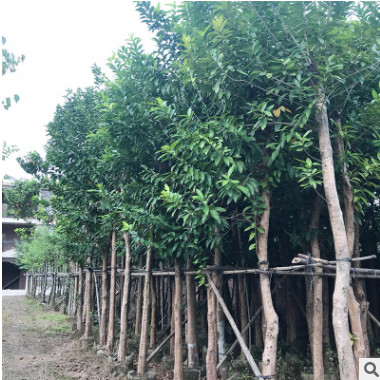 大量供应水翁 水翁移植苗 山莲雾 普宁水翁绿化苗木自家花场种植