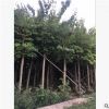 羊蹄甲红花紫荆 庭院公园风景树 多种规格可按需供应 欢迎询价