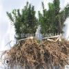 基地直销 曼地亚红豆杉高度10-30公分 红豆杉树苗净化空气
