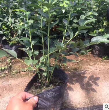 基地直销伊丽莎白兔眼蓝莓苗 带果南方北方种植盆栽庭院蓝莓苗