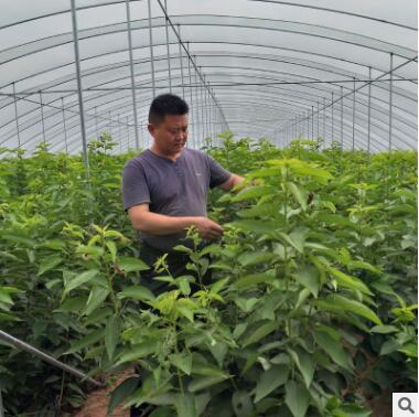 基地大量供应 挂果多易成活樱桃苗 多种规格樱桃苗 现挖现卖