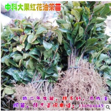 湖南大果红花油茶树苗 绿化苗木 果树 油茶苗