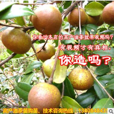 山茶油树苗 国家主栽优良油茶苗新品种湘林69号长林油茶苗