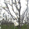 江苏白玉兰介绍