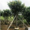 黄花槐树从生黄花槐 绿化工程苗 大量销售 开花乔木 自产自销
