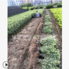 金边黄杨 基地直销优质 金边黄杨 金边黄杨球 等绿化工程批发配送