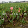 红花美人蕉 水生美人蕉 金边美人蕉 紫叶美人蕉 黄花美人蕉
