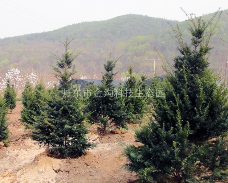 红豆杉新品种－丹东红豆杉